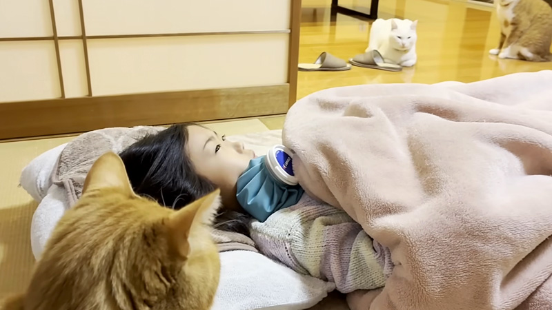 発熱で寝込んだ女の子を心配する猫達