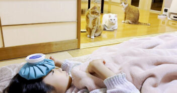 発熱で寝込んだ女の子を心配する猫達