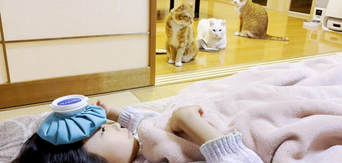 発熱で寝込んだ女の子を心配する猫達