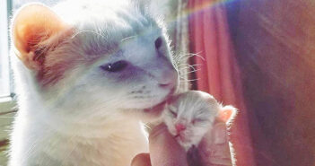 生まれたばかりの保護子猫を迎え入れ、お父さん代わりになった白猫。驚くほどの愛情で子猫の運命を大きく変える 保護子猫と猫