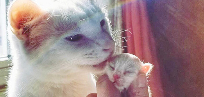保護子猫と猫