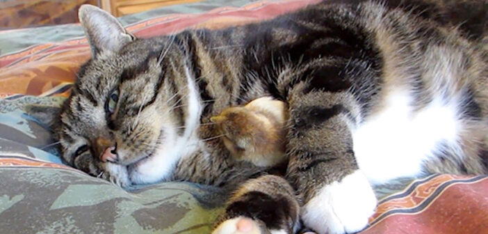 幼い鳥のヒナを大切に育てる猫さん。その優しい手つきに思わずホッとする (*´ω｀*)♡