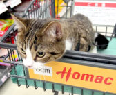 ホームセンターで猫と一緒に買い物したら最高だった♪ 次々と見せてくれる可愛い姿に何度も胸がキュンとする ( *´艸｀)♡