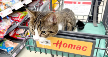 ホームセンターで猫と一緒に買い物したら最高だった♪ 次々と見せてくれる可愛い姿に何度も胸がキュンとする ( *´艸`)♡ ホームセンターに来た猫