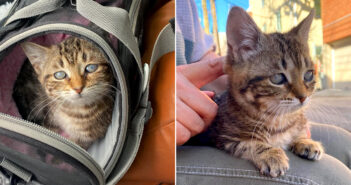 育児放棄された子猫