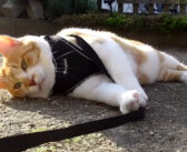 どうしても家に帰りたくない猫さん。飼い主さんの奮闘も虚しく、意地でも動こうとしない様子が妙に面白かった ( *´艸`)