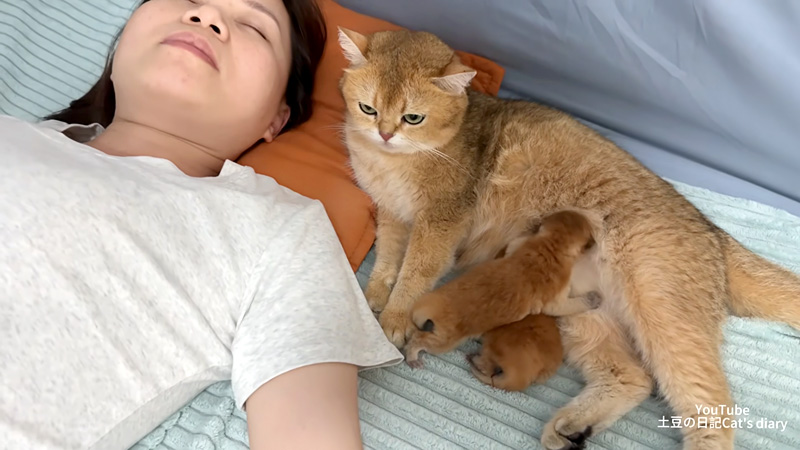飼い主さんの隣で子育てしたい母猫