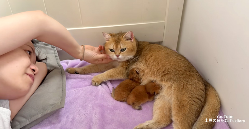 飼い主さんの隣で子育てしたい母猫
