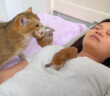 飼い主さんの隣で子育てしたい母猫