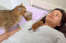 飼い主さんの隣で子育てしたい母猫