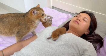 飼い主さんがどこで寝ても必ず見つけて、子猫達を咥えて運んでくる母猫。どうやらその場所が一番安心するようで (*´ェ`*) 飼い主さんの隣で子育てしたい母猫