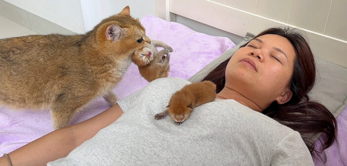 飼い主さんがどこで寝ても必ず見つけて、子猫達を咥えて運んでくる母猫。どうやらその場所が一番安心するようで (*´ェ`*)