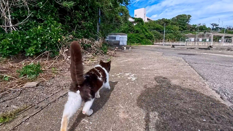 猫について行く
