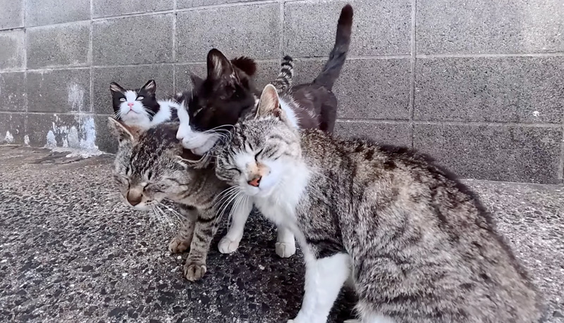 家族総出で出迎えてくれる猫達