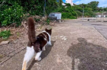 猫について行く