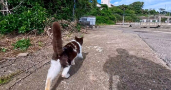 猫について行く
