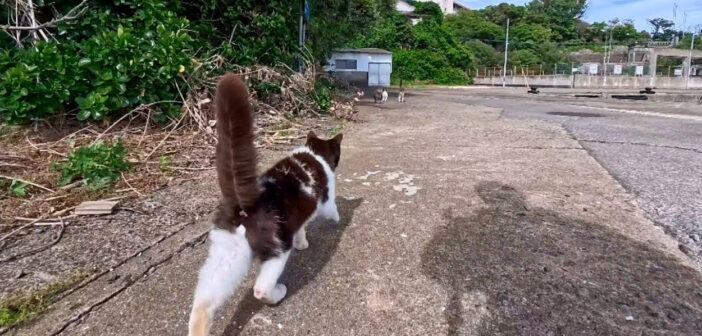 猫について行く