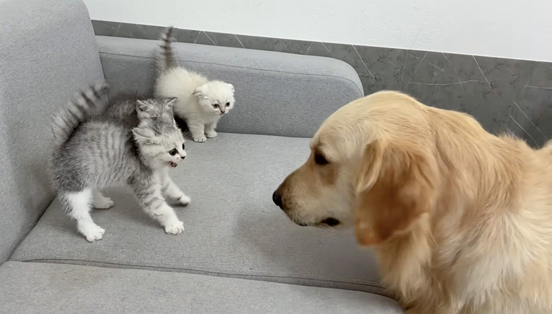 巨大なレトリバーを警戒する子猫達