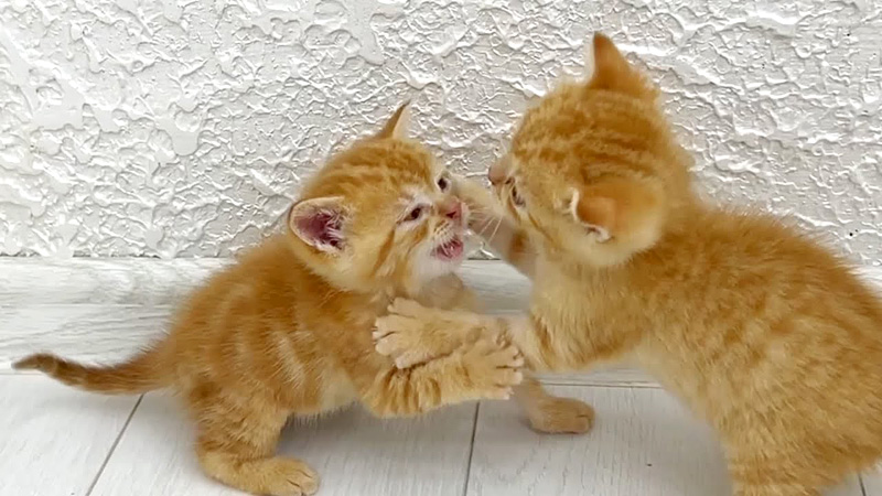 激しく喧嘩をする子猫達