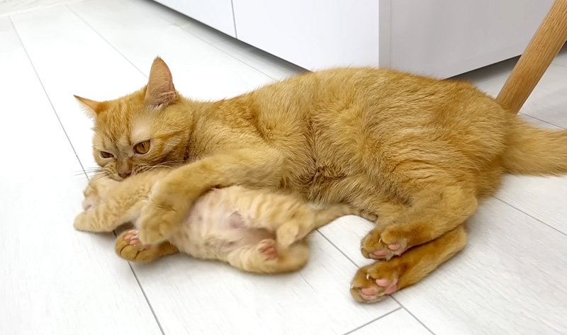 母猫にお仕置きされる子猫