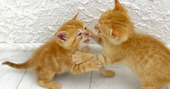 激しく喧嘩をする子猫達