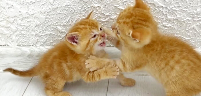 激しく喧嘩をしていた子猫を母猫がお仕置き！ 何とか抵抗しようとするも、なされるがままになっちゃう子猫が可愛かった♡