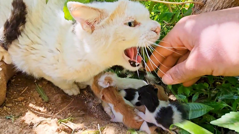 人間を強く威嚇する母猫