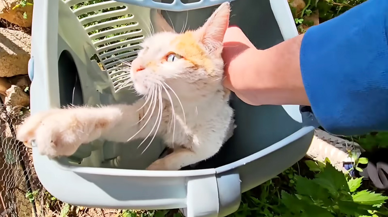 保護された母猫