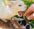 人間を強く威嚇する母猫