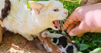 駐車場脇の危険な場所で子育てしていた母猫。心配した男性が手を差し伸べると、激しく威嚇してきた母猫が変わり始める 人間を強く威嚇する母猫