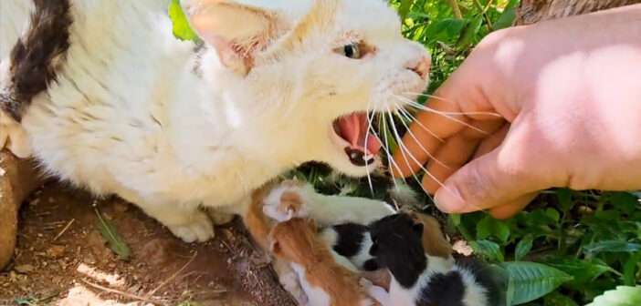 駐車場脇の危険な場所で子育てしていた母猫。心配した男性が手を差し伸べると、激しく威嚇してきた母猫が変わり始める