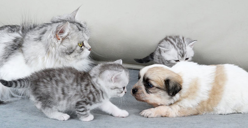 孤児の子犬を子猫達に紹介する母猫