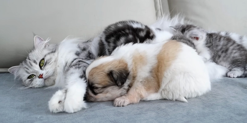 母猫に寄り添う子犬