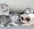 孤児の子犬を子猫達に紹介する母猫