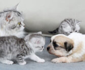 母猫が迎え入れた孤児の子犬を子猫達に紹介。どうやらお互いに興味津々のようで、愛らしい姿をたくさん見せてくれた♡