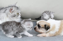 孤児の子犬を子猫達に紹介する母猫