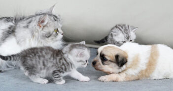 孤児の子犬を子猫達に紹介する母猫