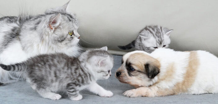 母猫が迎え入れた孤児の子犬を子猫達に紹介。どうやらお互いに興味津々のようで、愛らしい姿をたくさん見せてくれた♡
