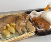 子供達を交換して育てる母猫と母アヒル。愛情に満ちたふたりの母親に、子猫達もヒナ達も幸せを感じているようで…♡