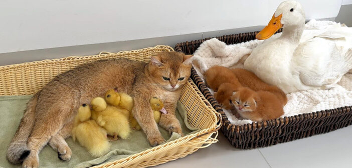 子供達を交換して育てる母猫と母アヒル。愛情に満ちたふたりの母親に、子猫達もヒナ達も幸せを感じているようで…♡