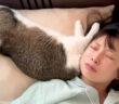 枕を奪う猫