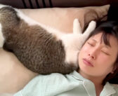 枕を奪って爆睡していた猫さん。飼い主さんが寝返りを打つと、とっても可愛い抵抗が ( *´艸｀)♡