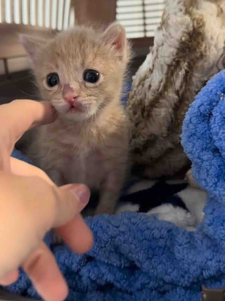 保護された子猫