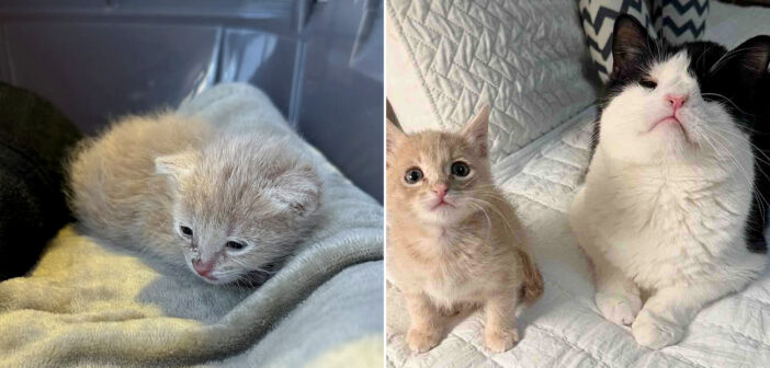 保護された子猫が指導者に出会う