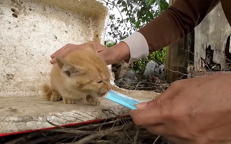 オヤツを食べる子猫