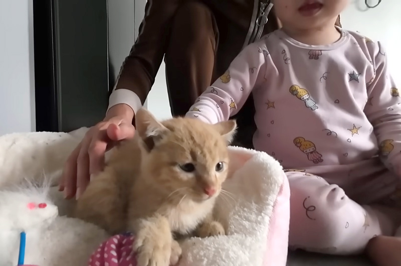撫でられる保護子猫