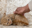 自分を守るために身を縮めていた子猫