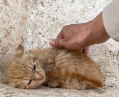 自分を守るために身を縮めていた迷子の子猫。飢えて弱々しかった子猫は、手を差し伸べてくれた女性のおかげで幸せになる