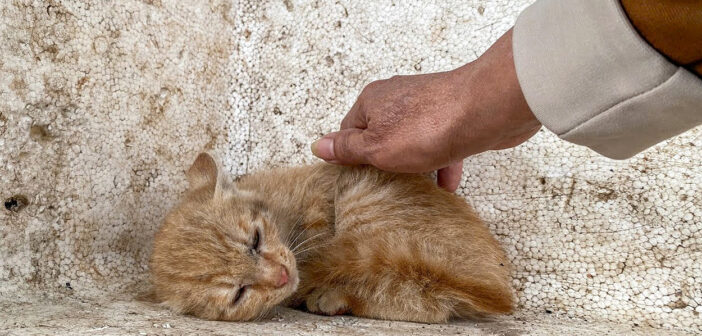 自分を守るために身を縮めていた子猫
