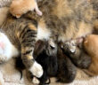 ハリケーンの直前に保護された猫の親子